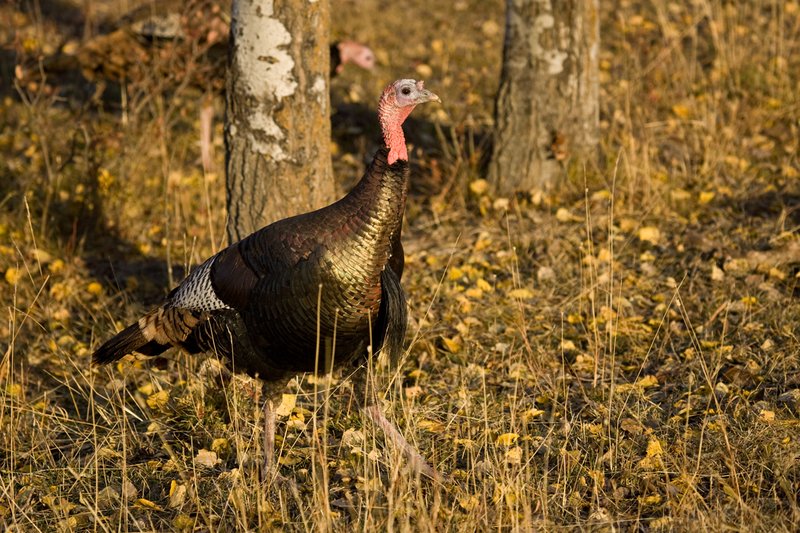 ©TC-Wild Turkeys Fall-D00983-00380.jpg :: Wild turkey gobbler in an stand of aspens feeding on insects among the fallen leaves yellow with fall colors