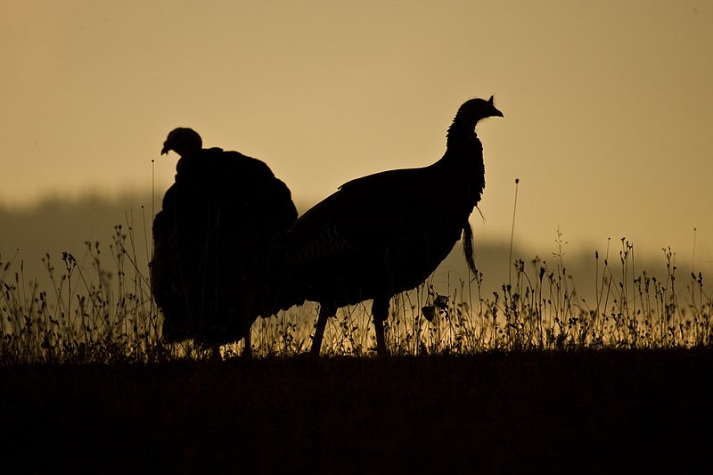 ©TC-Wild Turkeys Fall-D00983-00382.jpg :: Pair of wild turkey gobblers backlit on crest of hill in an open field near edge of timber/aspens that have turned gold with fall colors with the effect of light fog in the air