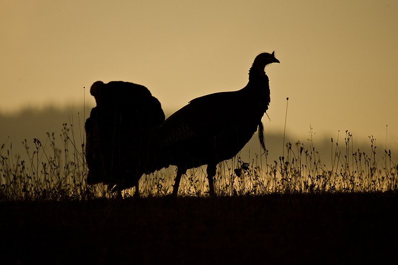 ©TC-Wild Turkeys Fall-D00983-00384.jpg :: Pair of wild turkey gobblers backlit on crest of hill in an open field near edge of timber/aspens that have turned gold with fall colors with the effect of light fog in the air