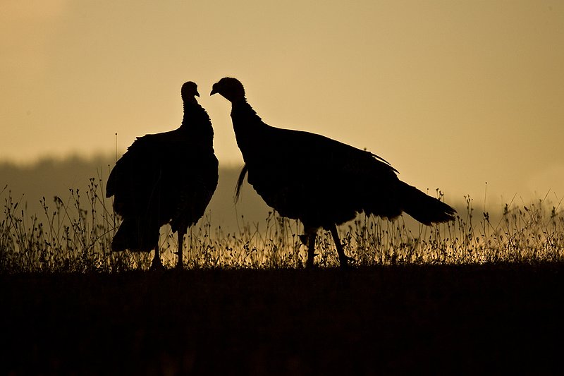 ©TC-Wild Turkeys Fall-D00983-00390.jpg :: Pair of wild turkey gobblers backlit on crest of hill in an open field near edge of timber/aspens that have turned gold with fall colors with the effect of light fog in the air