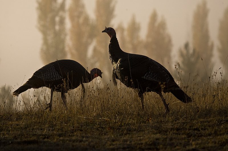 ©TC-Wild Turkeys Fall-D00983-00396.jpg :: Pair of wild turkey gobblers backlit on crest of hill in an open field near edge of timber/aspens that have turned gold with fall colors with the effect of light fog in the air