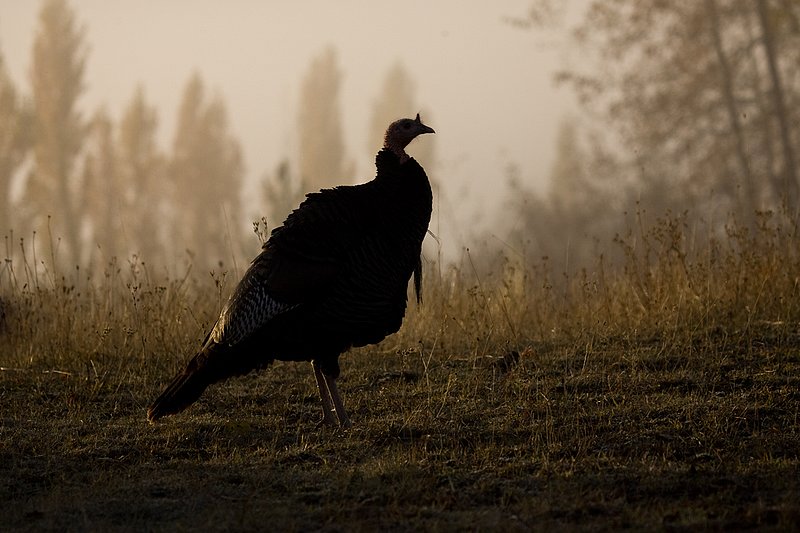 ©TC-Wild Turkeys Fall-D00983-00401.jpg :: Wild turkey gobbler backlit on crest of hill in an open field near edge of timber/aspens that have turned gold with fall colors with the effect of light fog in the air