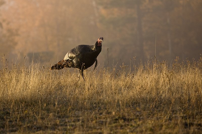 ©TC-Wild Turkeys Fall-D00983-00405.jpg :: Wild turkey gobbler backlit on crest of hill in an open field near edge of timber/aspens that have turned gold with fall colors with the effect of light fog in the air