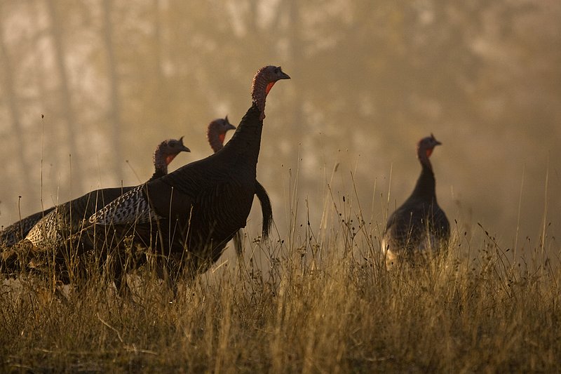 ©TC-Wild Turkeys Fall-D00983-00407.jpg :: Flock of wild turkey gobblers backlit on crest of hill in an open field near edge of timber/aspens that have turned gold with fall colors with the effect of light fog in the air