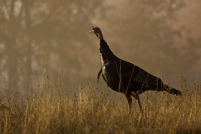 ©TC-Wild Turkeys Fall-D00983-00414.jpg :: Wild turkey gobbler backlit on crest of hill in an open field near edge of timber/aspens that have turned gold with fall colors with the effect of light fog in the air