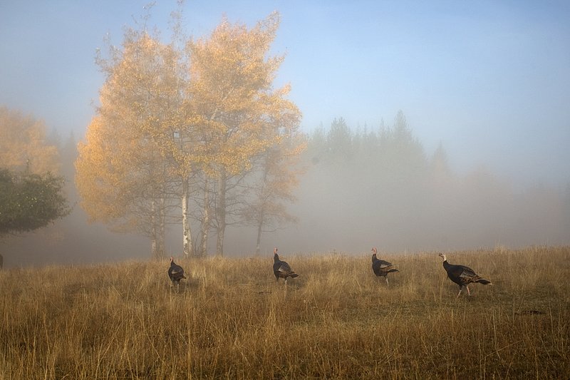 ©TC-Wild Turkeys Fall-D00983-00606.jpg :: Wild turkey gobblers in an open field bathed in fog near edge of timber & aspens that have turned gold with fall colors