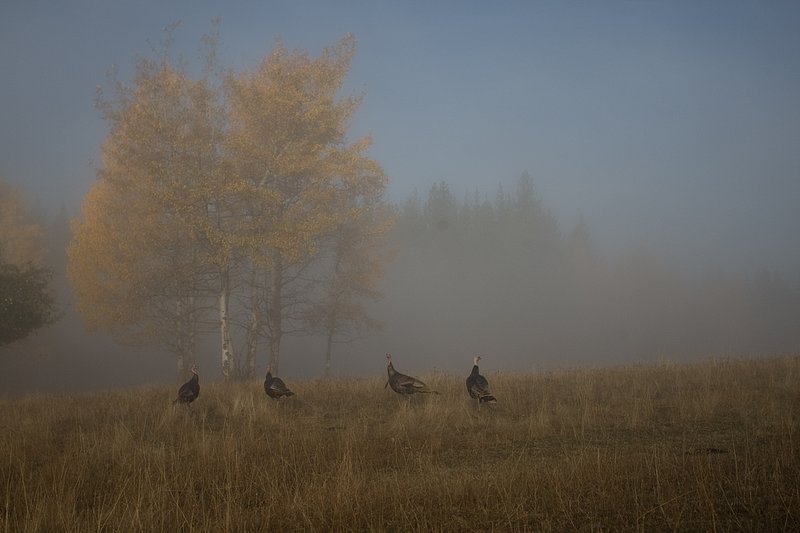 ©TC-Wild Turkeys Fall-D00983-00615.jpg :: Wild turkey gobblers in an open field bathed in fog near edge of timber & aspens that have turned gold with fall colors