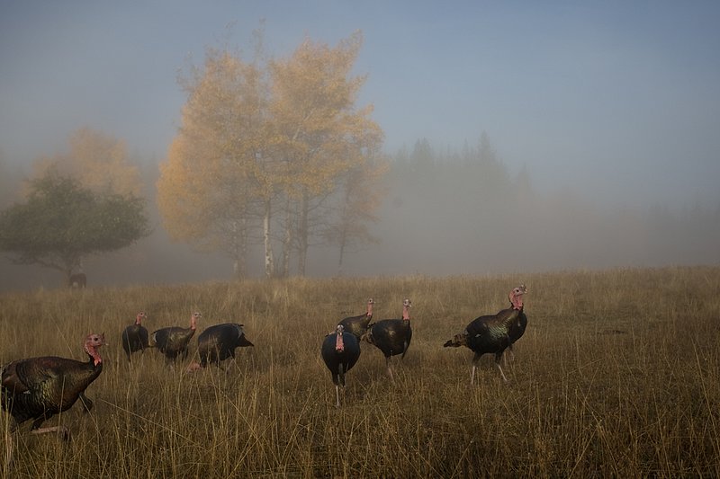 ©TC-Wild Turkeys Fall-D00983-00624.jpg :: Wild turkey gobblers in an open field bathed in fog near edge of timber & aspens that have turned gold with fall colors