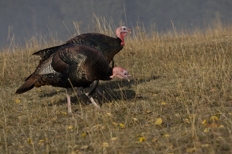 ©TC-Wild Turkeys Fall-D00983-00630.jpg :: Wild turkey gobblers feeding in an open field bathed in fog
