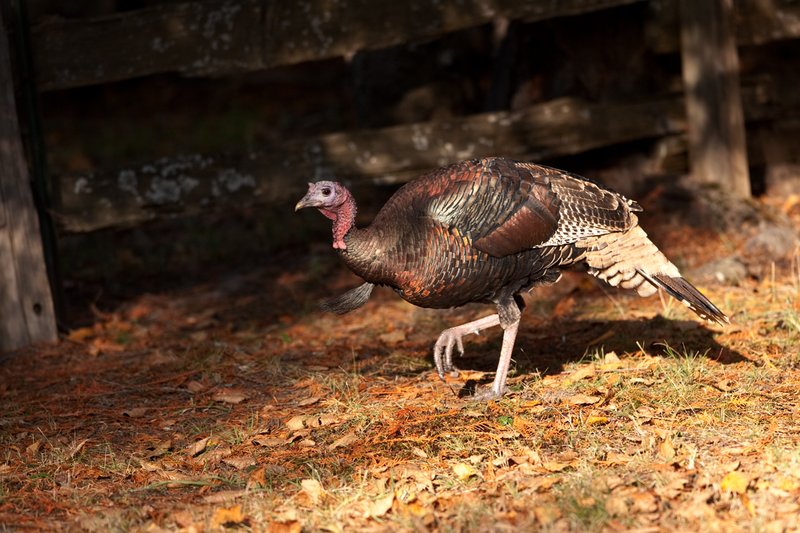©TC-Wild Turkeys Fall-D00983-00635.jpg