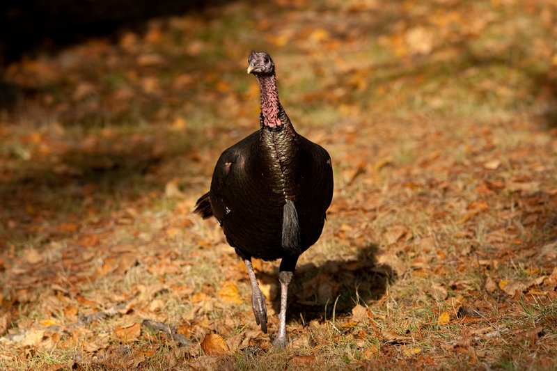 ©TC-Wild Turkeys Fall-D00983-00639.jpg :: Wild Turkey Gobbler walking through fallen leaves in fall