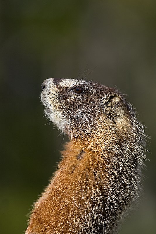 ©TC_Yellowbellied Marmot-D00600-101.jpg