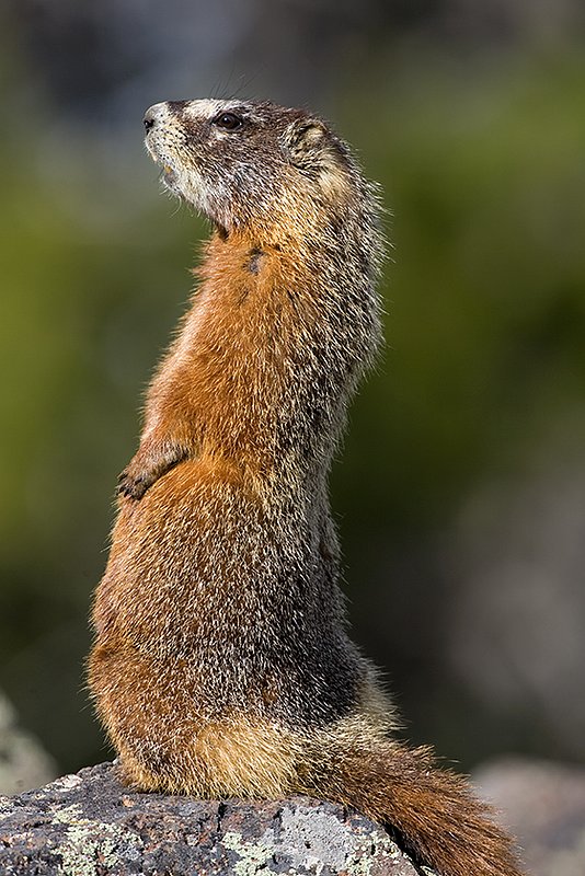 ©TC_Yellowbellied Marmot-D00600-105.jpg