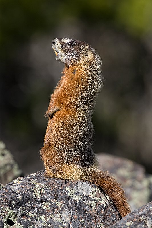 ©TC_Yellowbellied Marmot-D00600-114.jpg