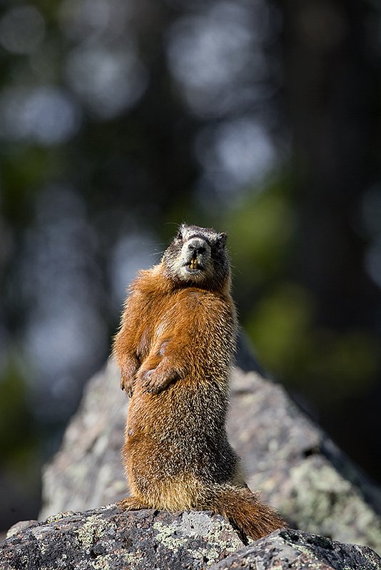 ©TC_Yellowbellied Marmot-D00600-118.jpg