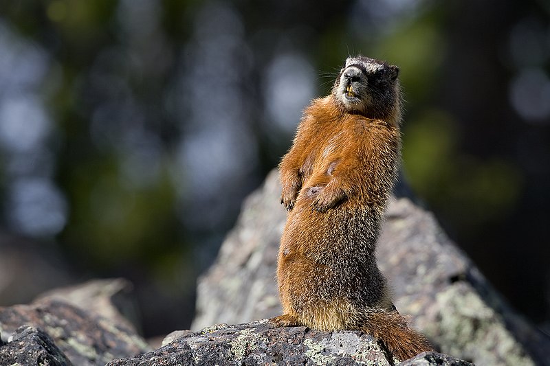 ©TC_Yellowbellied Marmot-D00600-120.jpg