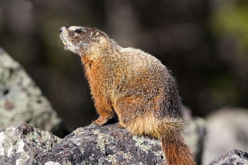 ©TC_Yellowbellied Marmot-D00600-123.jpg