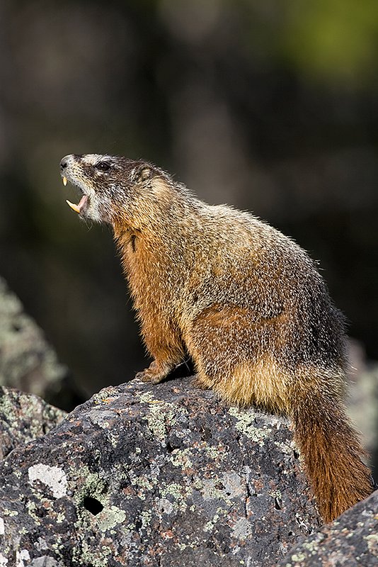 ©TC_Yellowbellied Marmot-D00600-128.jpg