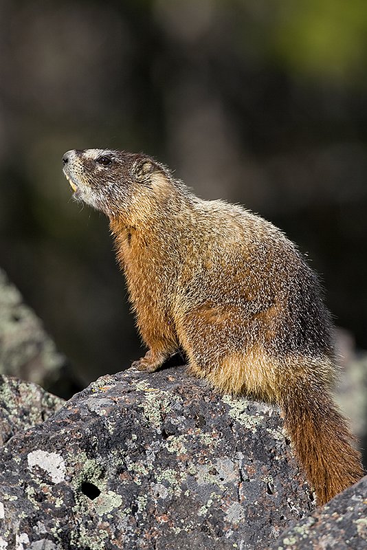 ©TC_Yellowbellied Marmot-D00600-129.jpg