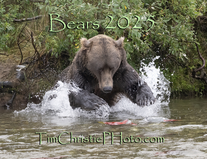 2025 Bears Cover.jpg