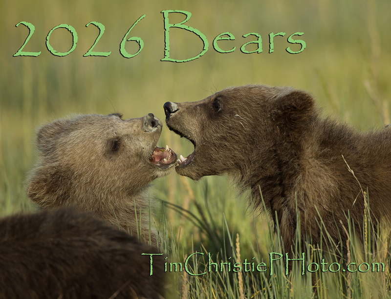 2026 Bears Calendar Cover.jpg :: Brown bear cubs-of-the-year playing in tall meadow grass