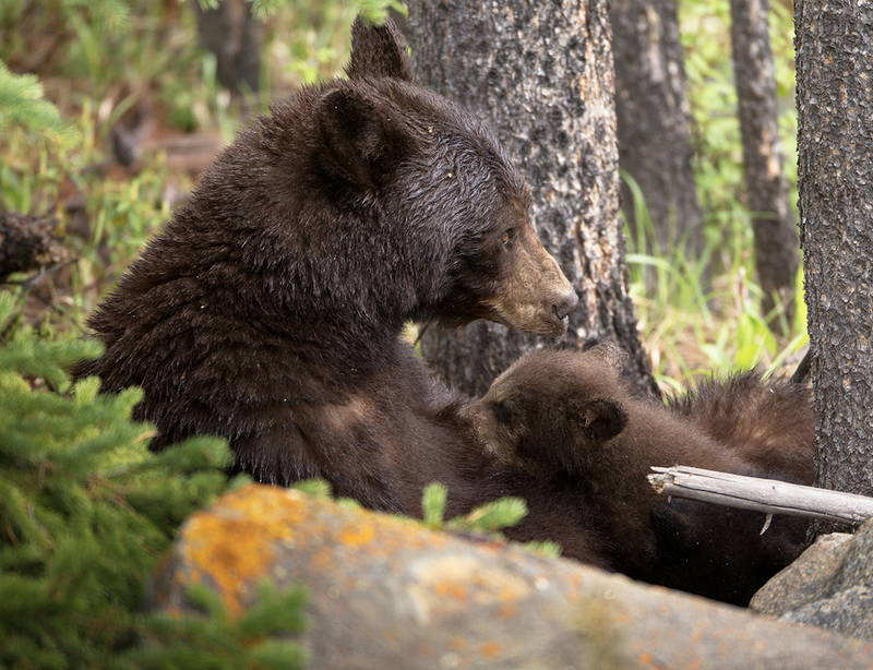 April 2025.jpg :: Female Black Bear (choclate brown color phase) on her back nursing her two cubs of the year, one black color phase, one brown color phase