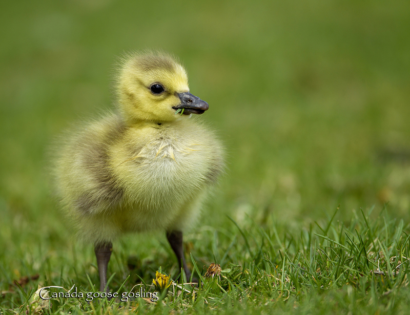 April.jpg :: Canada geese (Branta canadensis) gosling in first weeks of life