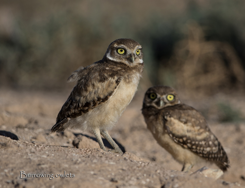 August.jpg :: Burrowing Owl (Athene cunicularia) chicks-of-the-year standing  near burrow, coming out in the first light of morning