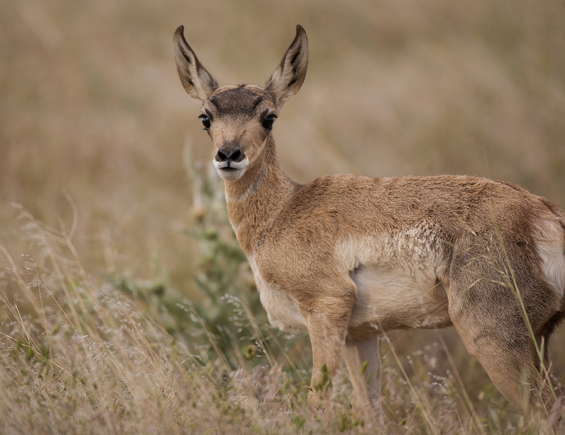 BWAugust 2025.jpg :: Pronghorn (antelope) fawn of the year, standing in tall grass prairie