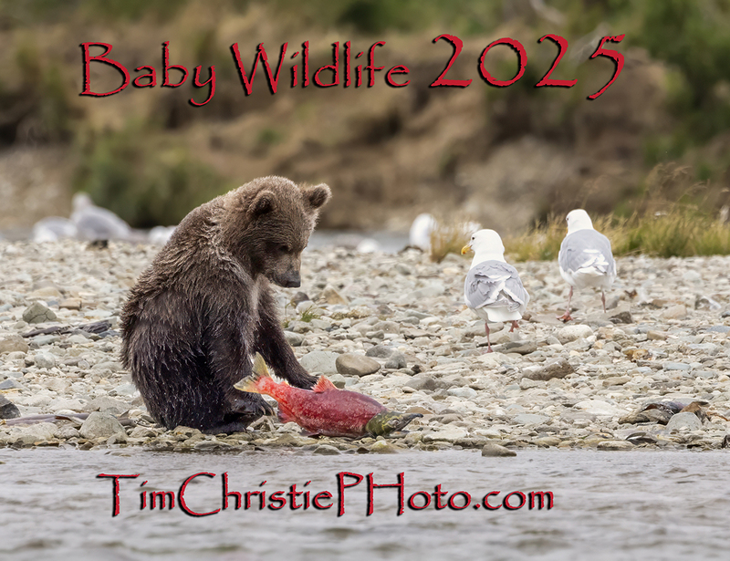 BWBaby Cover 2025.jpg