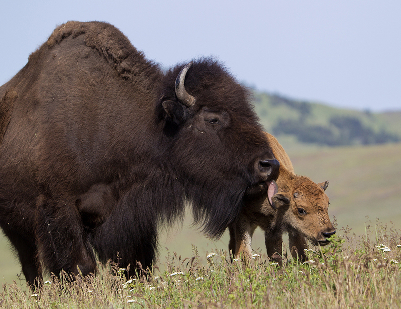 BWFebuary 2025.jpg :: American Bison cow tending to her recewntly born calf on grassland prairie