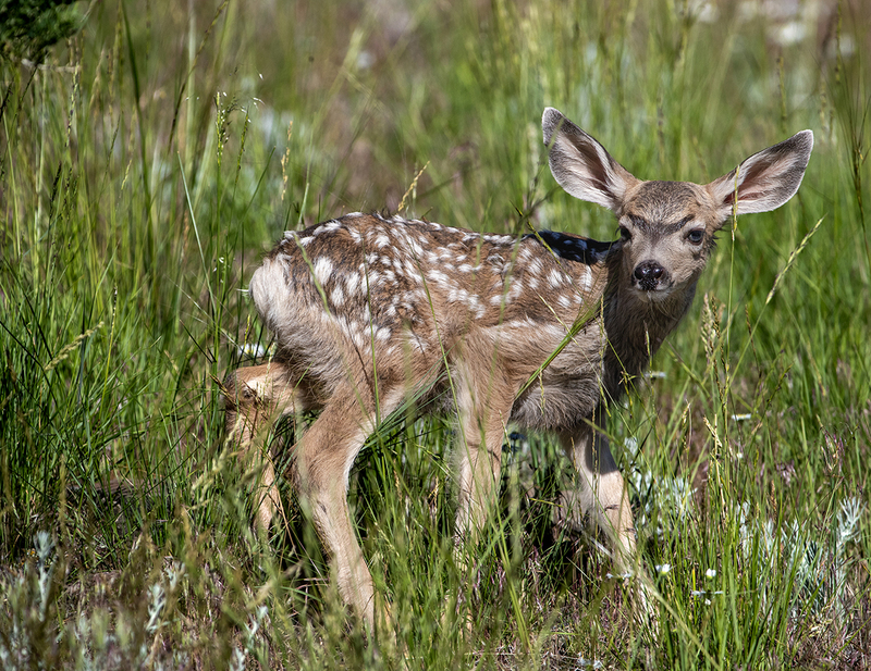 BWJuly 2025.jpg :: Newborn mule deer fawn (Odocoileus hemionus) standing in tall grass, alert