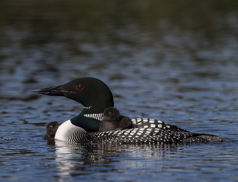 BWJune 2025.jpg :: Common loon female with days old chicks on her back on lake