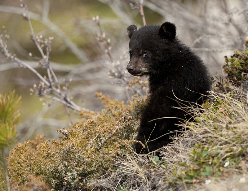 BWMay 2025.jpg :: Black color phase black bear cub of the year sits on his haunches looking back while its mother(brown phase sow) feeds on a mountain hillside