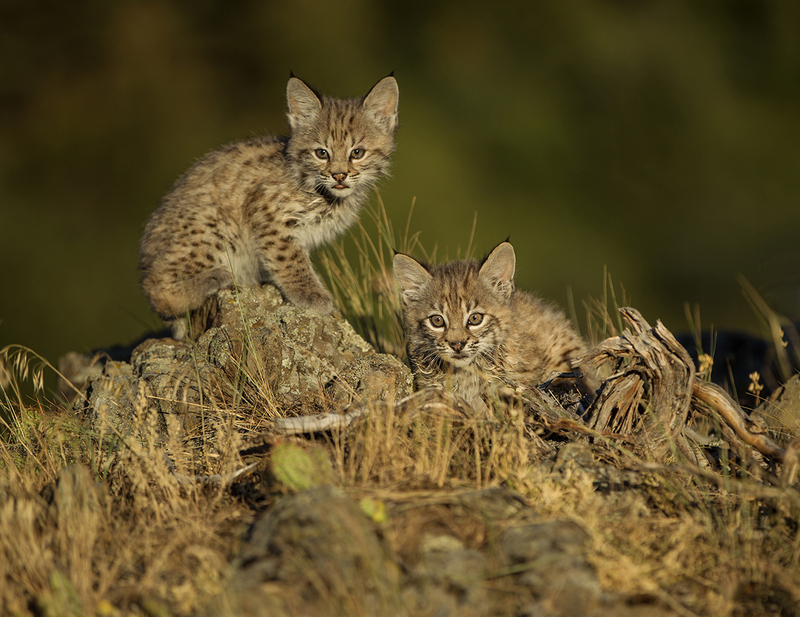 BWOctober 2025.jpg :: Bobcat kittens of the year playing amoung rocks and grass