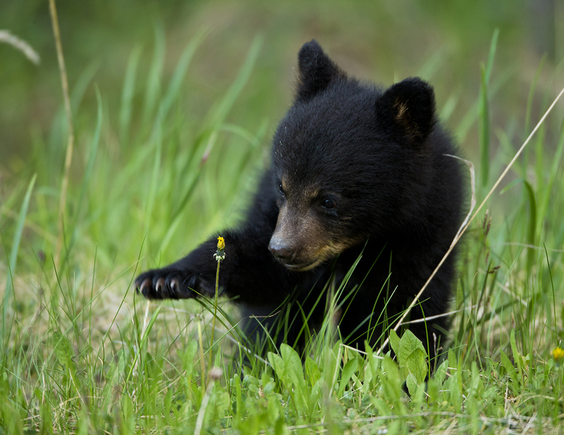 BWSepteber 2025.jpg :: Black bear cub of the year (black color phase) playing in tall grass in open timber
