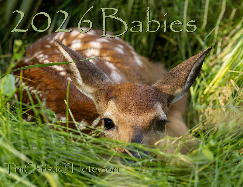Baby Wildlife Cover.jpg