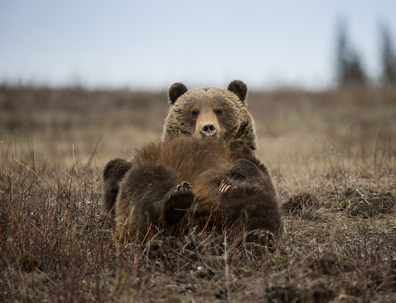 Bears April.jpg :: Choclate brown silvertip grizzy bear lying down on its back looking down over it's back feet