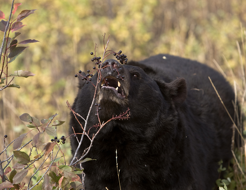 Bears August.jpg :: Large Boar Black Bear (Black Phase) eating chokecherries in fall trying to put weight on before hibernation.