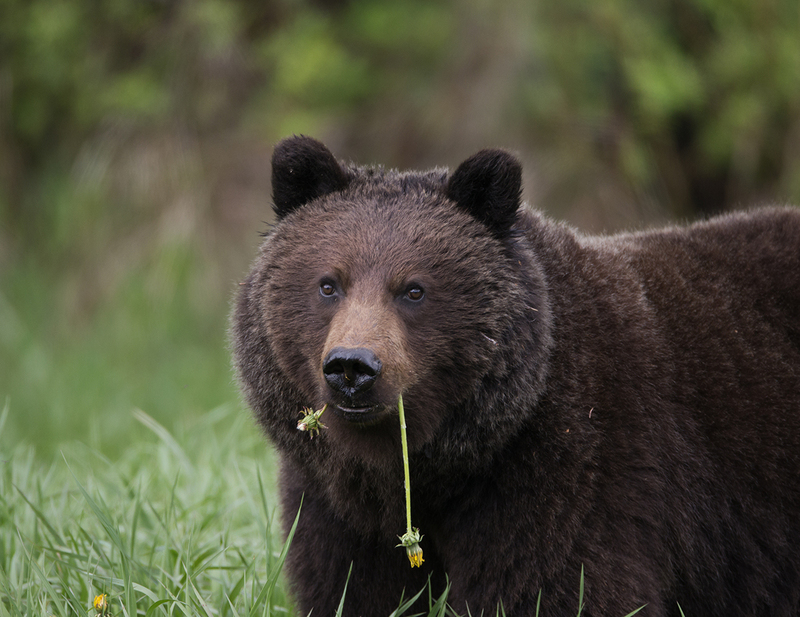 Bears February.jpg :: Chocolate Silvertip Grizzly bear just out of hibernation in tall, green grass meadow during early spring
