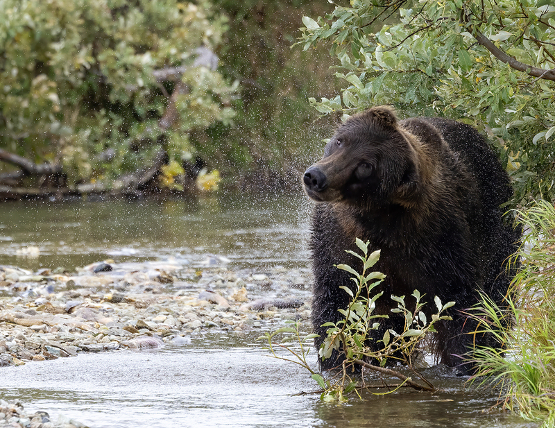 Bears July.jpg