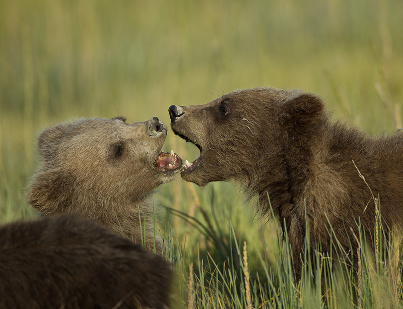 Bears June.jpg :: Brown bear cubs-of-the-year playing in tall meadow grass