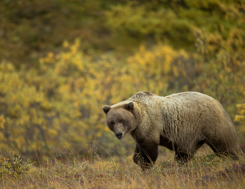 Bears November.jpg :: Silvertip Grizzly bear traveling across tundra ablaze with fall colors