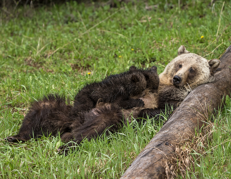 Bears October.jpg :: Silvertip sow Grizzly bear nursing twin cubs-of-the-year