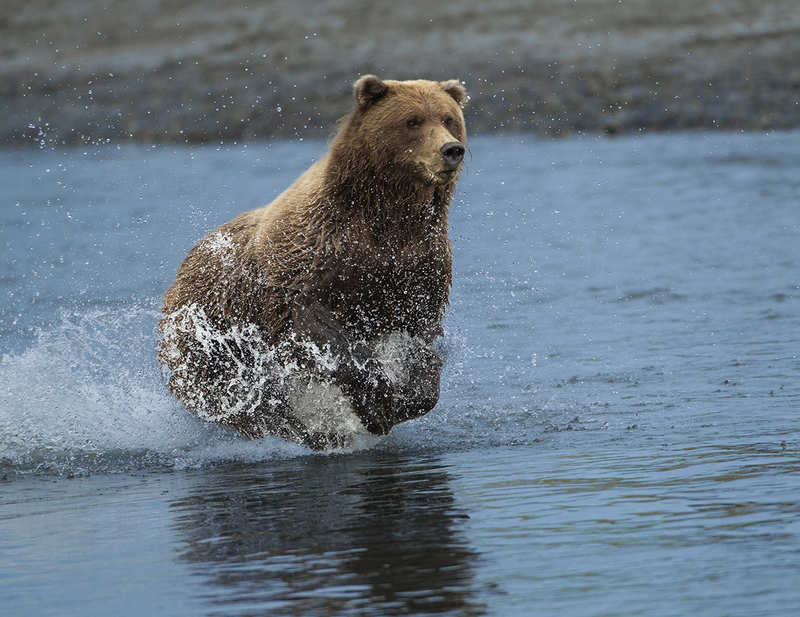 Bears September.jpg :: Alaskan Brown Bear trying to fish and not finding any success in a river inlet