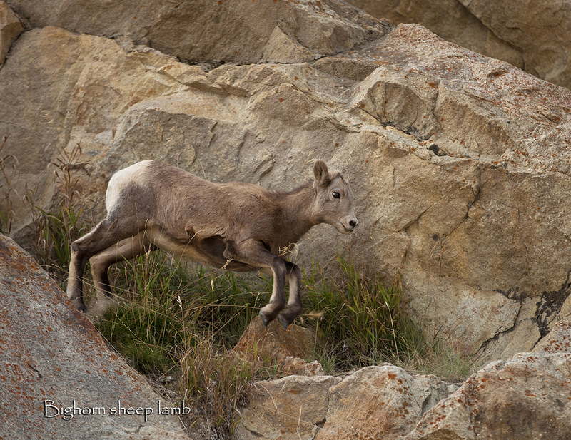 December.jpg :: Rocky Mountain Bighorn sheep lamb of the year, on boulders in late summer