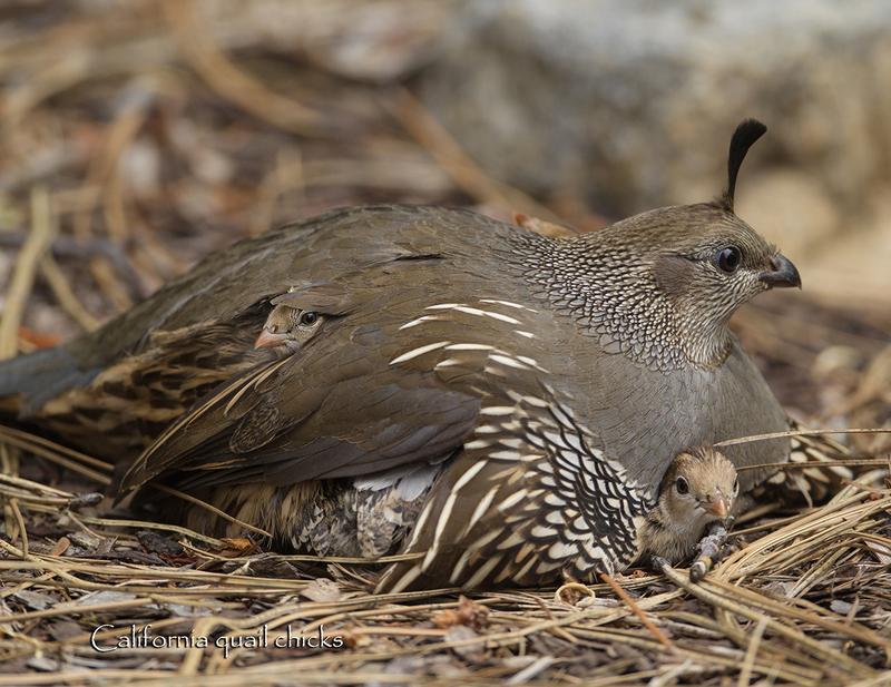 February.jpg :: Female California Quail on pine needles with her chicks under her and peeking out from her feathers