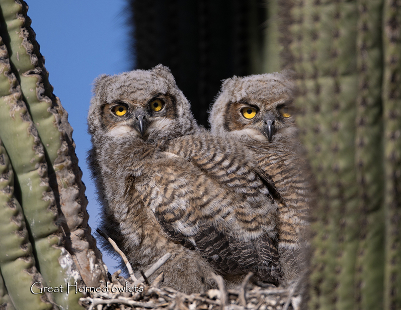 July.jpg :: 4-6 week old Great-horned Owlets  (Bubo virginianus) in a nest in a Saguaro cactus