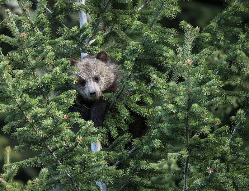 June 2025.jpg :: Grizzly bear cub of the year peering out from the branches of a tree it had climbed
