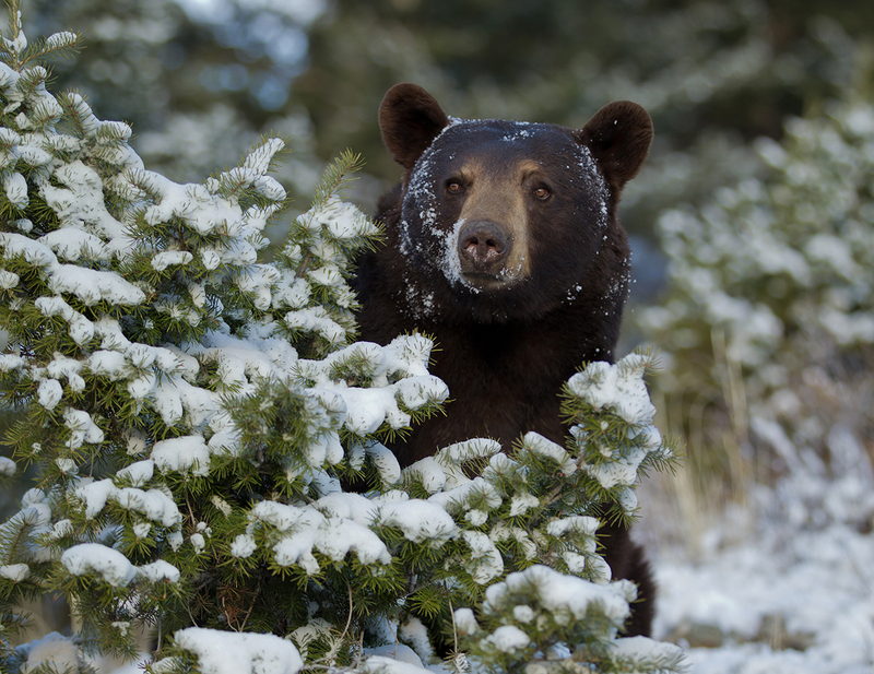 March 2025.jpg :: Brown color phase Black Bear out of his den after hibernation looking for food after a fresh sno